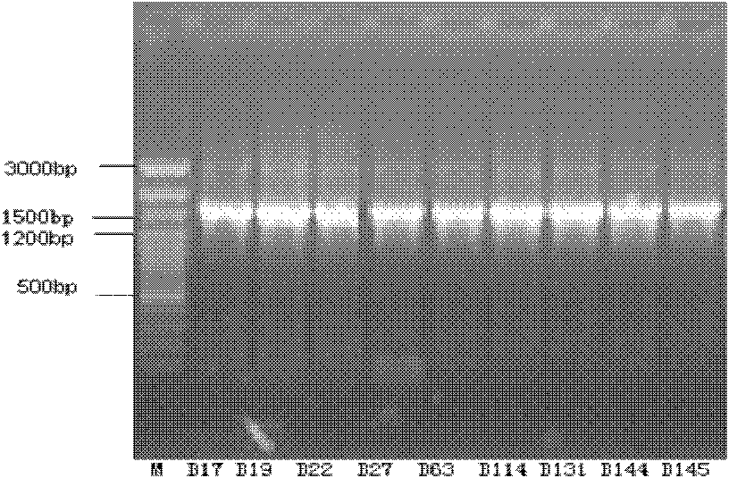 Method for screening sponge-associated antibacterial active strains