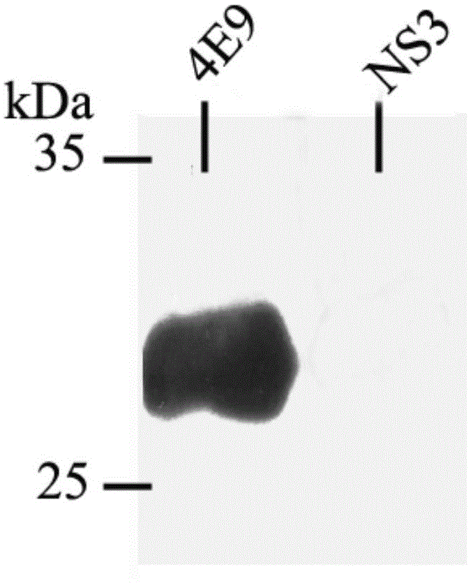 Monoclonal antibody of brucella omp31 protein and application thereof