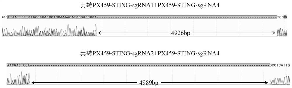 Porcine fibroblast line with double sgRNA, gene knockout vector and gene knockout STING gene and construction method of porcine fibroblast line
