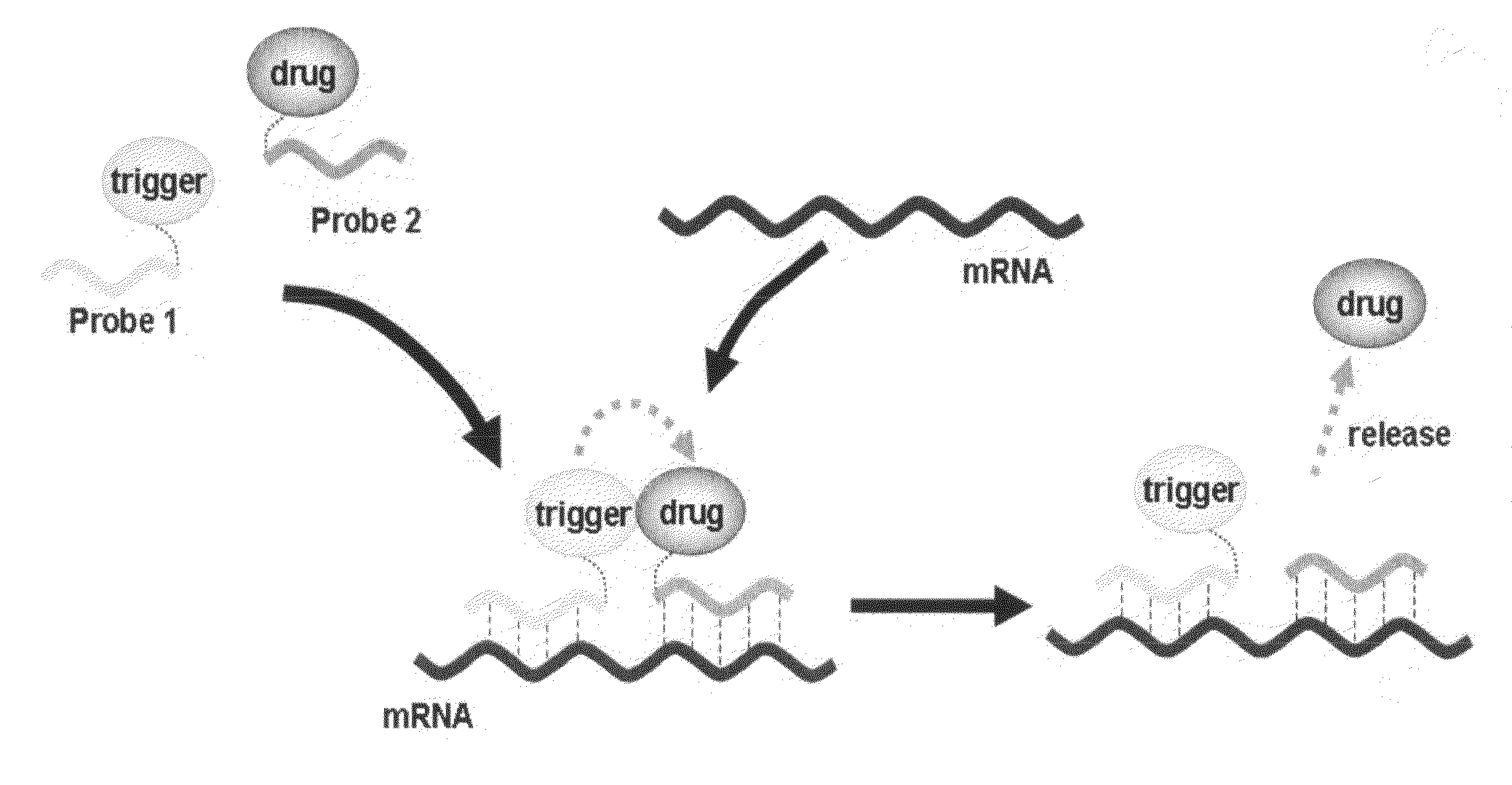 Method for releasing molecule of interest based on target nucleic acid sequence