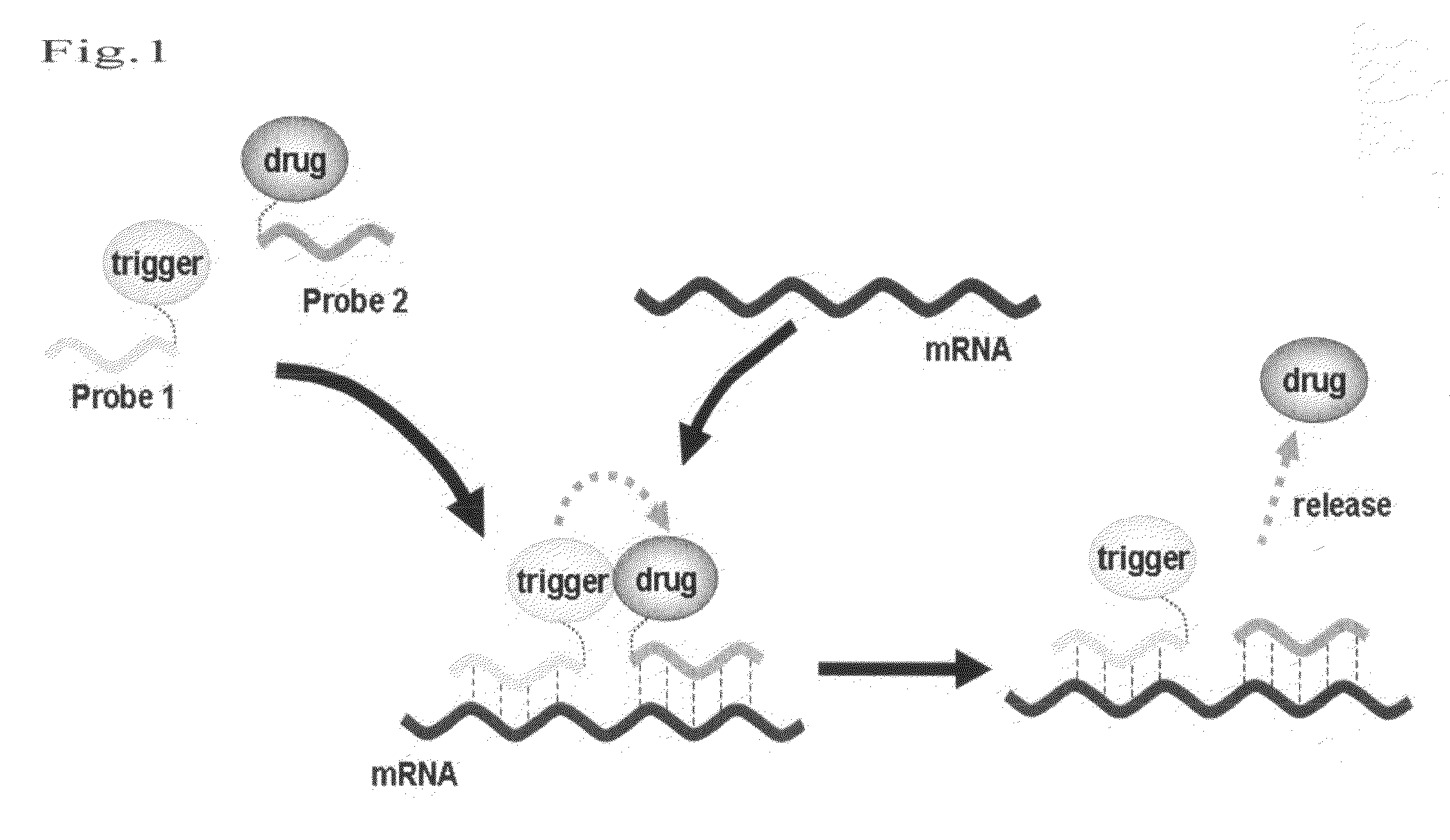 Method for releasing molecule of interest based on target nucleic acid sequence