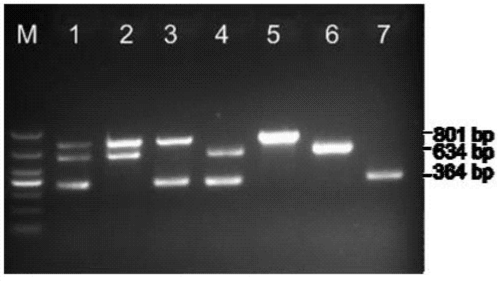 Method for simultaneously detecting salmonella typhimurium, escherichia coli O157:H7 and listeria monocytogenesis