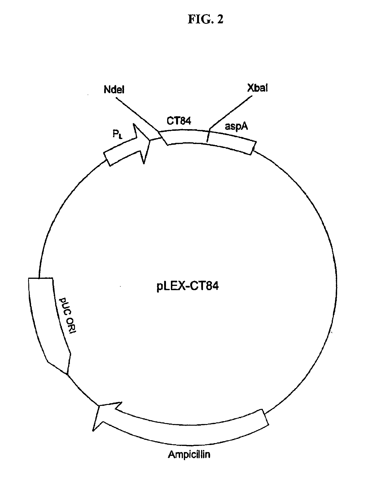 Vaccines Against Chlamydia Infection