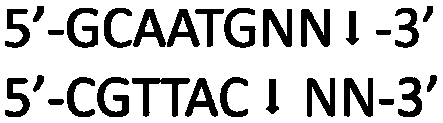 SNP molecular markers related to chicken polydactyly and its application