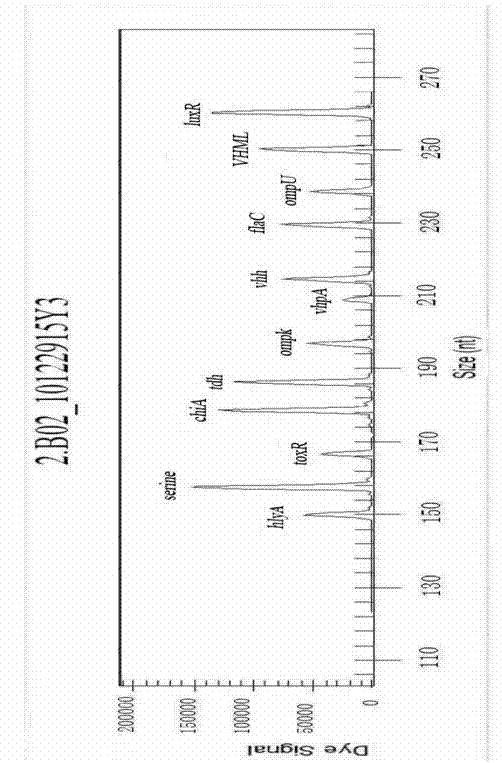 Kit and detection method for rapidly detecting multiple virulence factors GeXP of vibrio harveyi
