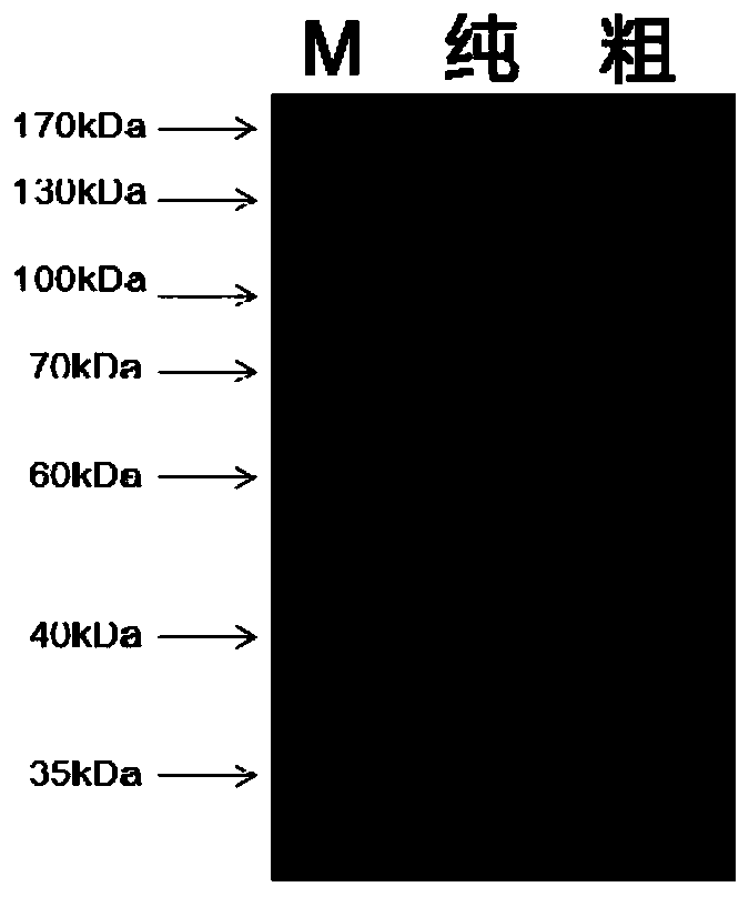 Method for preparing thermal reversible starch based gelatin with controllable gelatin strength by enzyme method