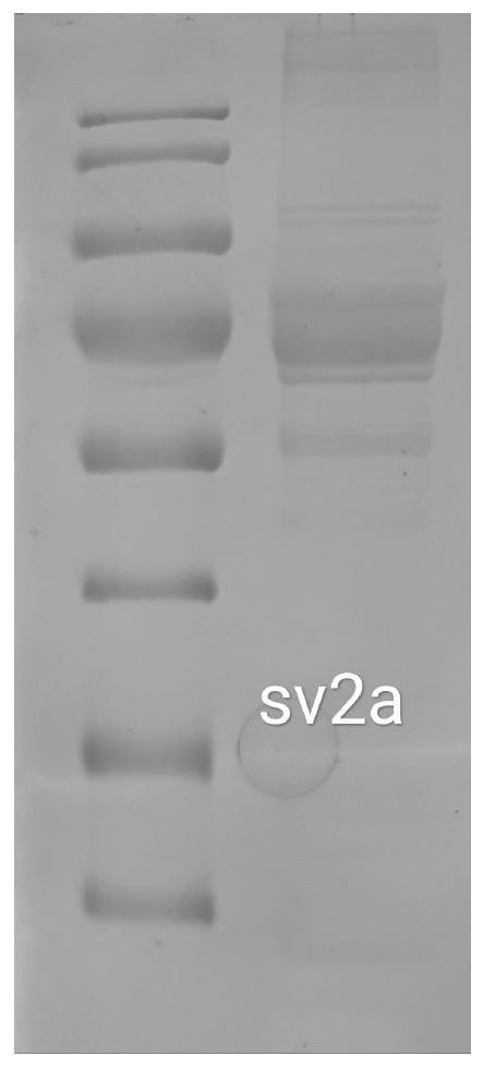 Preparation method of synaptic vesicle protein SV2A