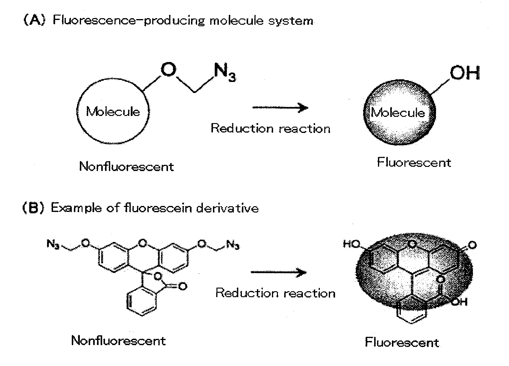 Fluorescent molecule