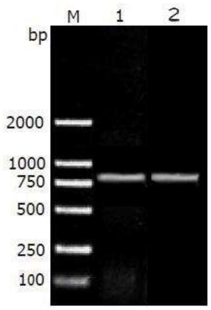 A kind of specific primer and application for novel coronavirus detection