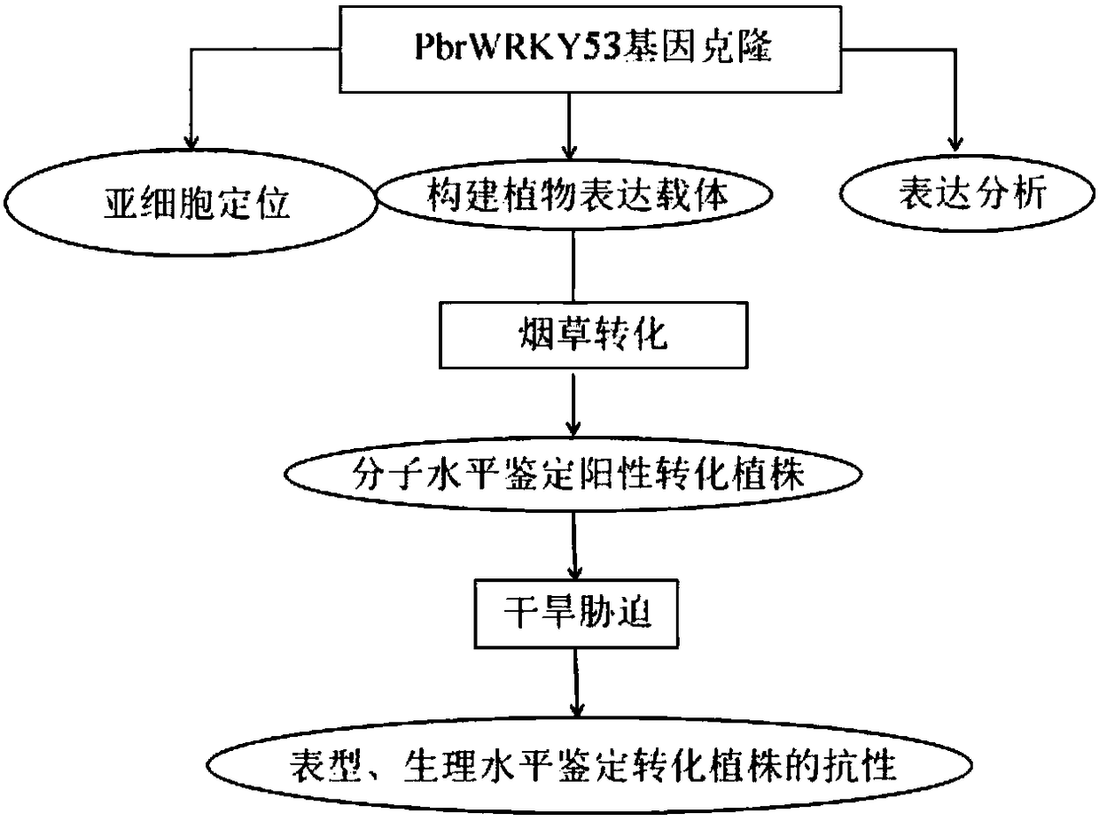 Pear drought induction transcription factor PbrWRKY53 and application thereof in aspect of increasing drought resistance of plant
