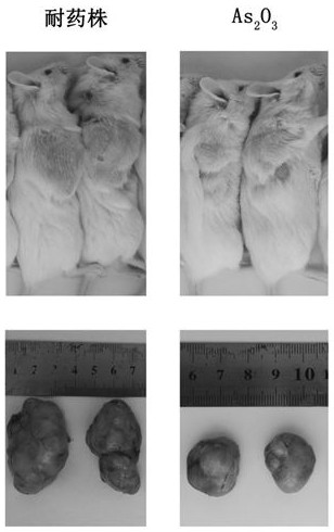 Application of arsenic trioxide to treatment of gastrointestinal stromal tumor