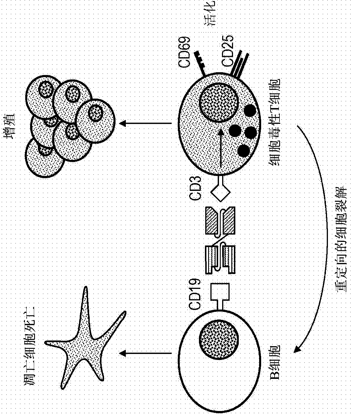 Compositions and methods for treating diffuse large b cell lymphoma