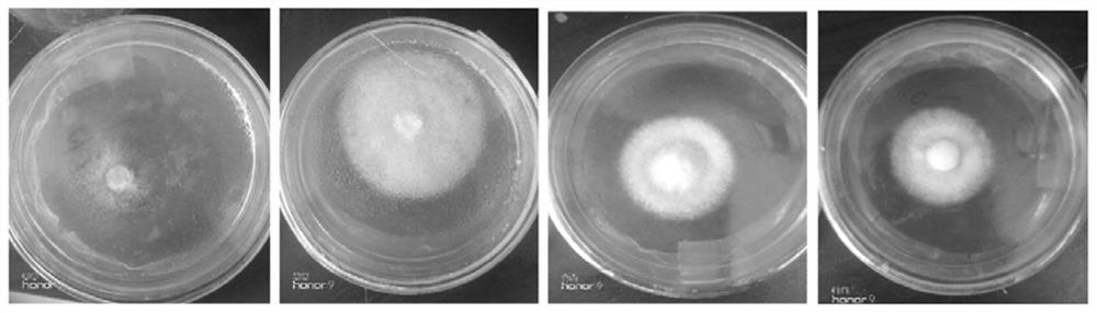 Method for preparing white-rot fungus solid culture medium using chrome leather shavings and application