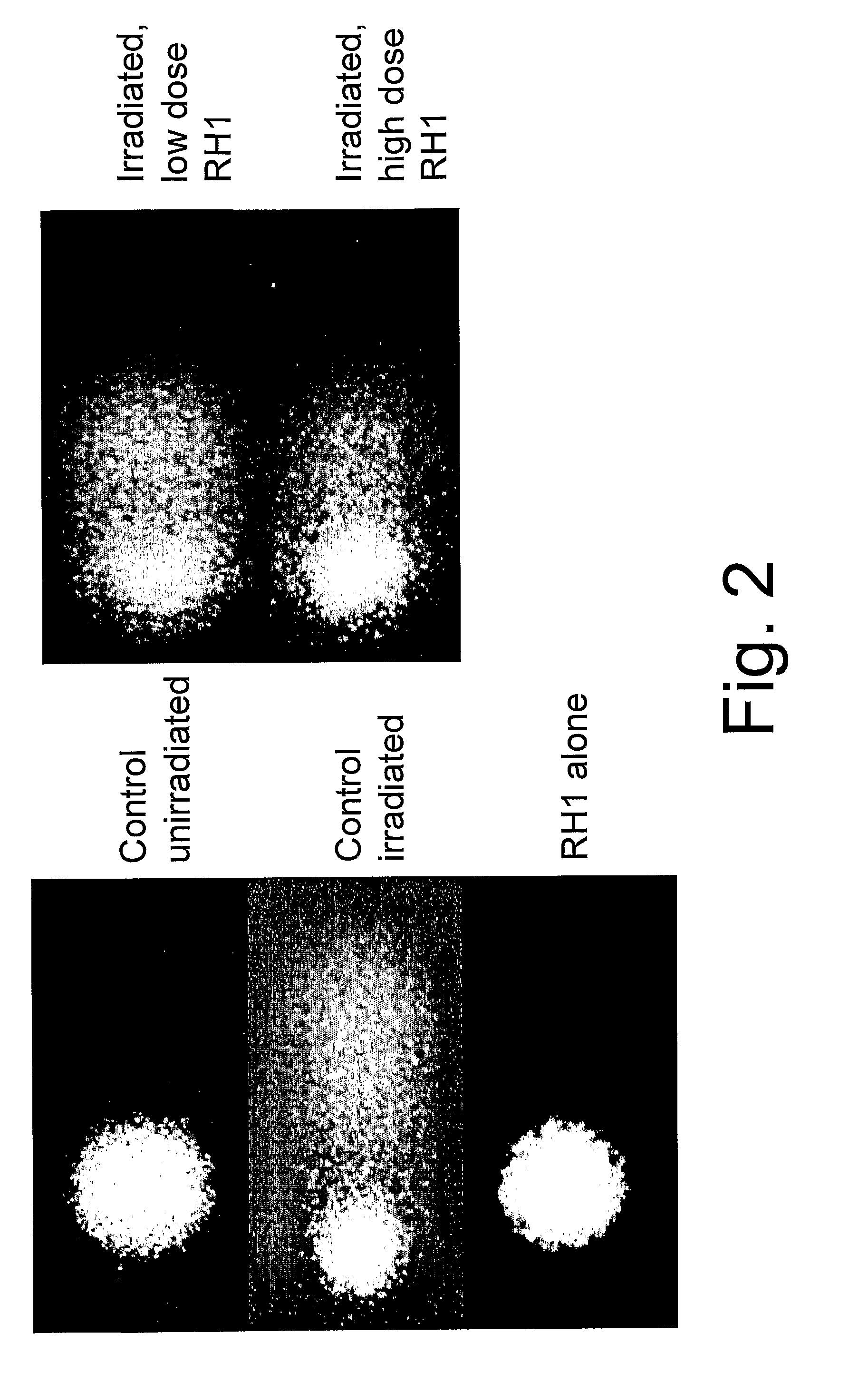 Compounds And Compositions For Treatment Of Cancer