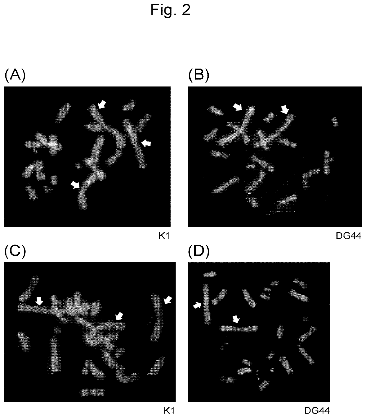 method-for-high-production-of-protein-using-mammalian-artificial