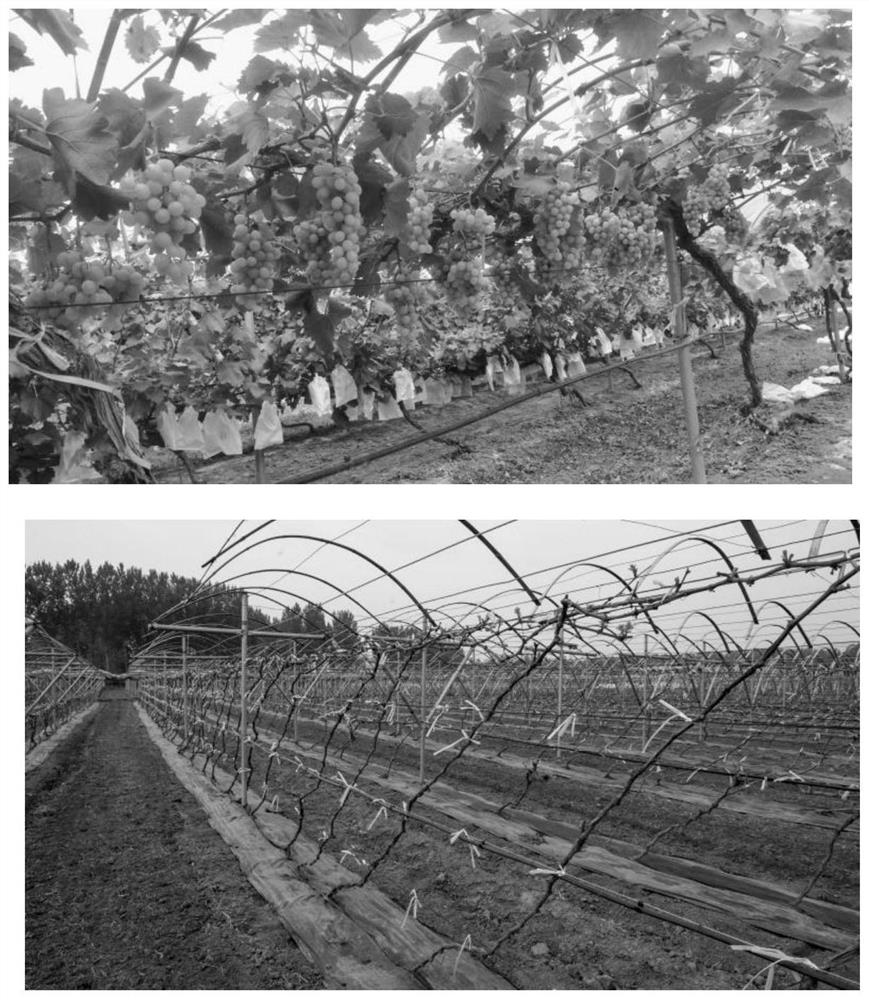 Management Method For Horizontal Long Main Vine Of Grapes In Buried ...