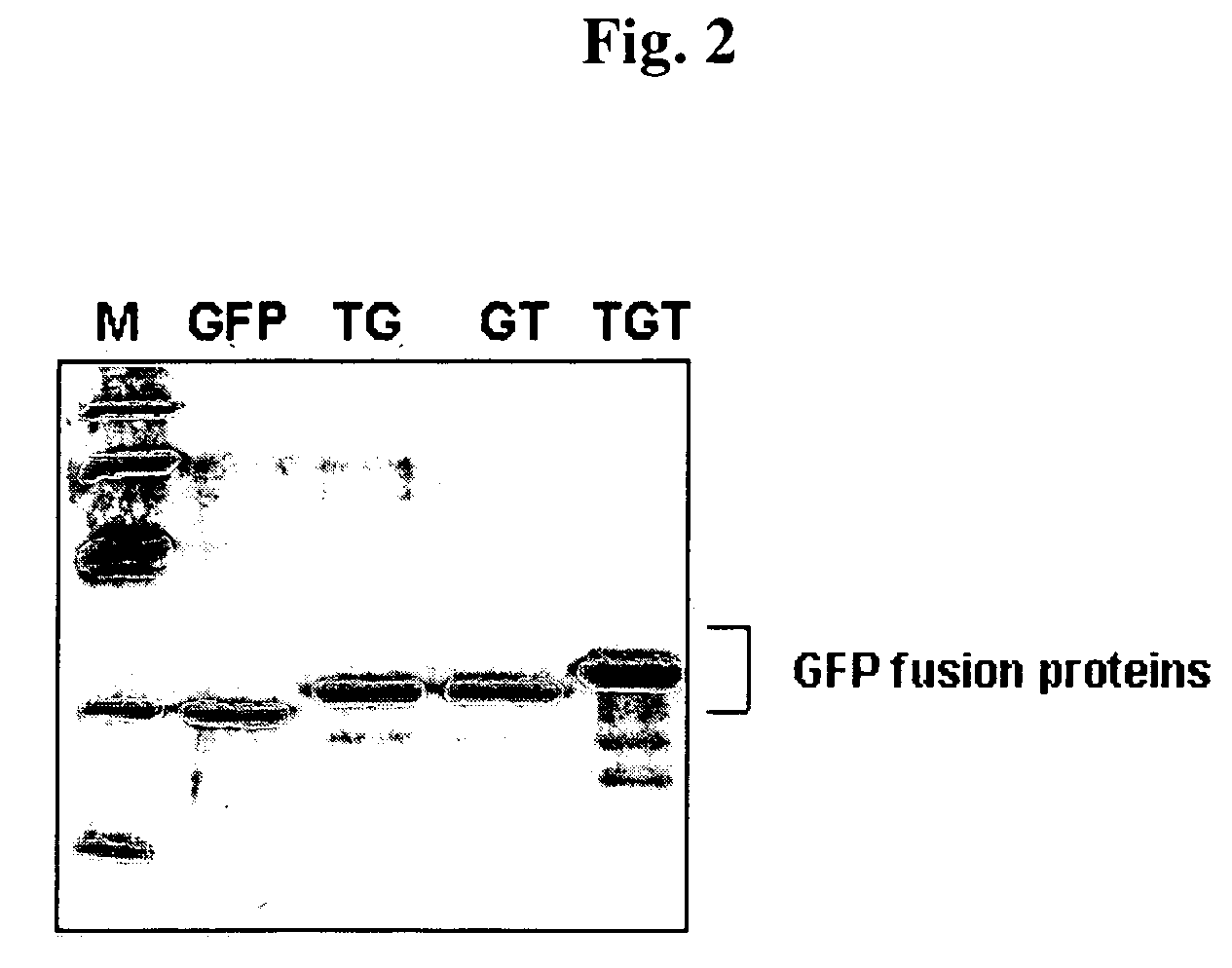 Advanced cell-transducing transport domain-target protein-transport domain fusion protein and uses thereof