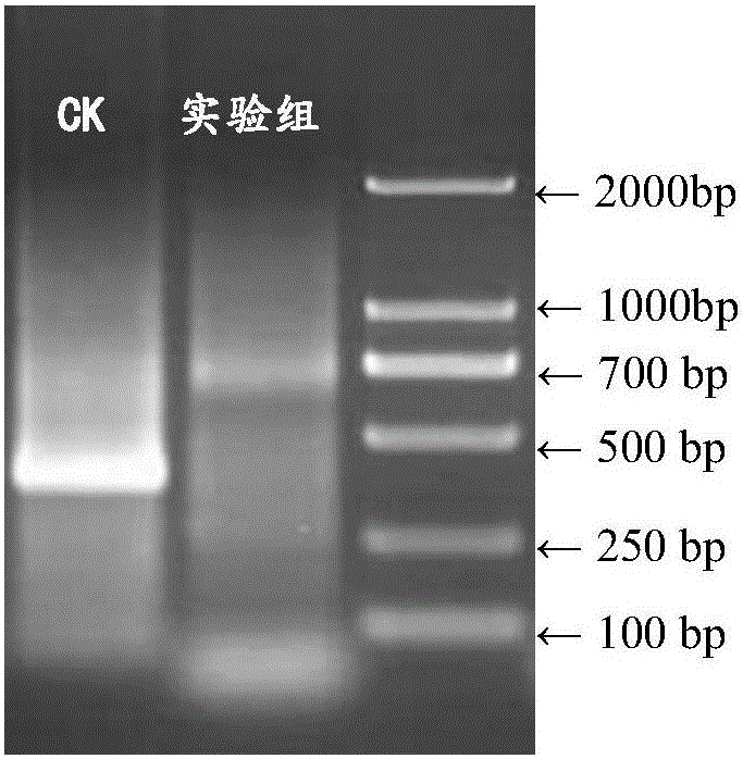 3'RACE (rapid amplification of cDNA ends) method for acquiring complete 3' end sequence as 3' end having repetitive sequence