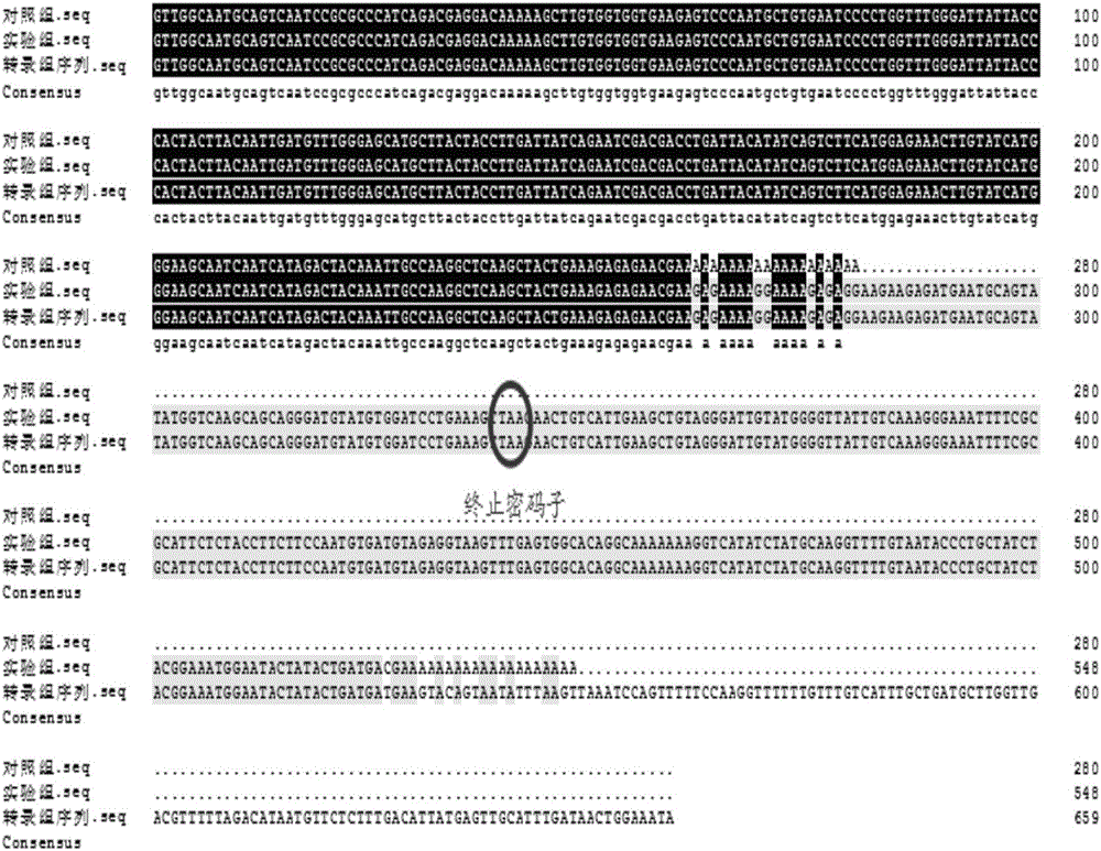3'RACE (rapid amplification of cDNA ends) method for acquiring complete 3' end sequence as 3' end having repetitive sequence