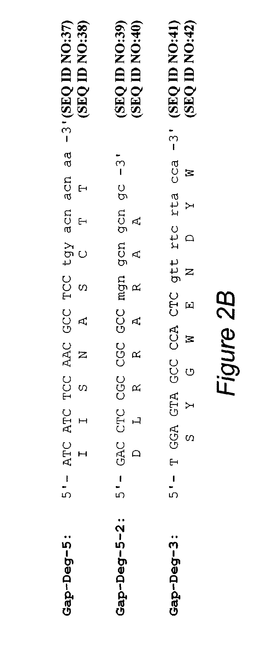 Production of clavulanic acid by genetic engineering of Streptomyces clavuligerus