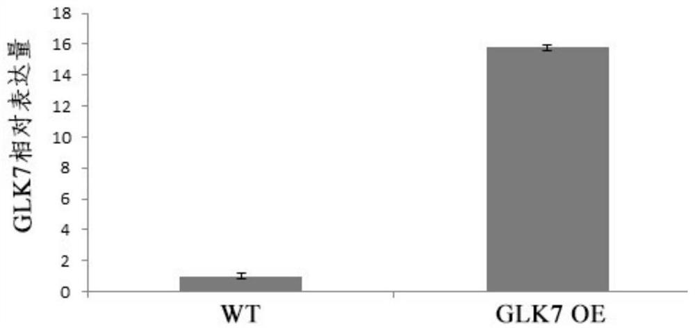 Application of GLK7 protein and coding gene thereof in drought resisting of plants
