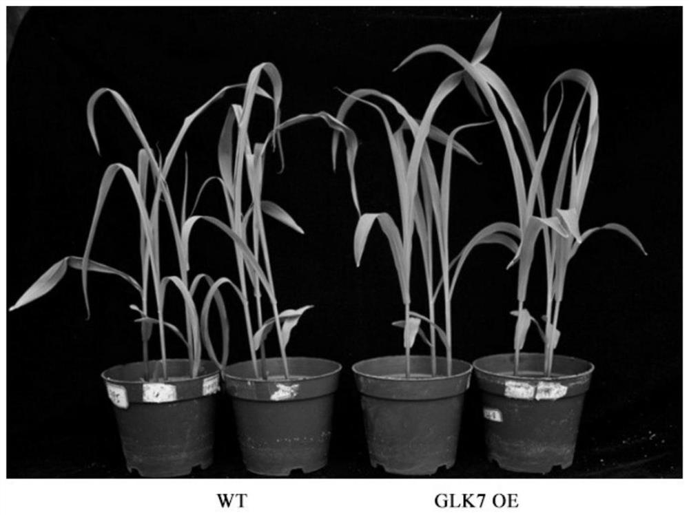 Application of GLK7 protein and coding gene thereof in drought resisting of plants