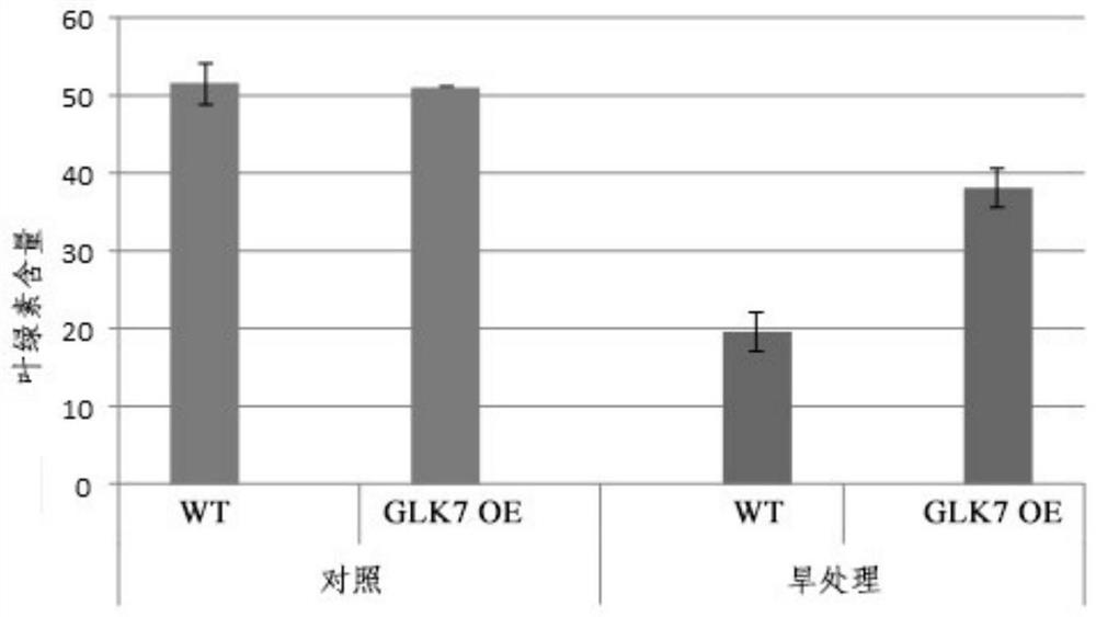 Application of GLK7 protein and coding gene thereof in drought resisting of plants