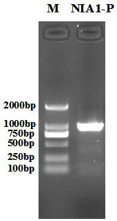 tobacco nitrate reductase  <i>nia1</i> Promoter, its expression vector and its application