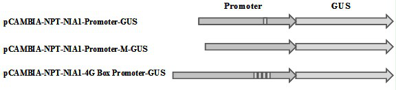 tobacco nitrate reductase  <i>nia1</i> Promoter, its expression vector and its application