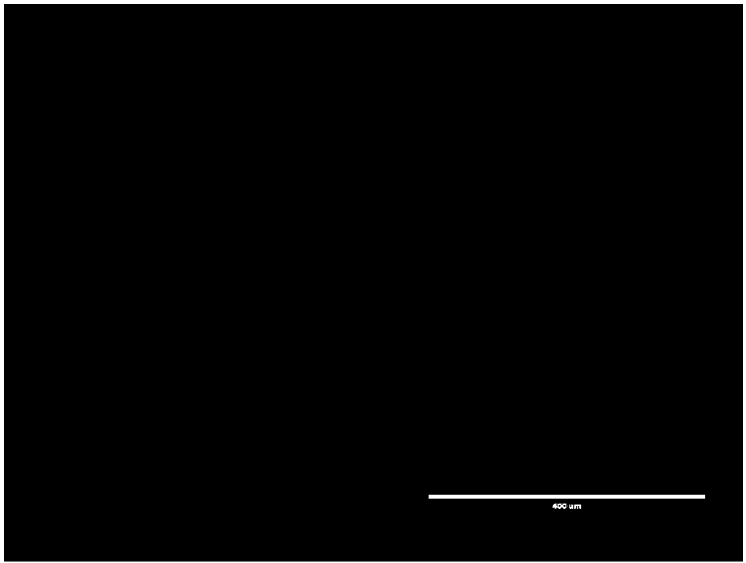 Fibrinogen compound and application thereof