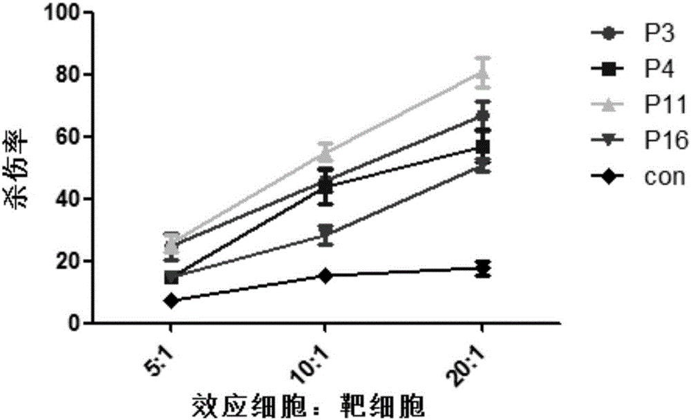 CTL epitope peptide of tumor antigen PSA (prostate specific antigen) and application of CTL epitope peptide