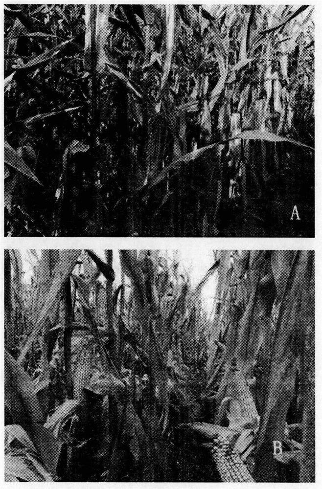 A kind of in-situ application method of three-stage green manure in tobacco field