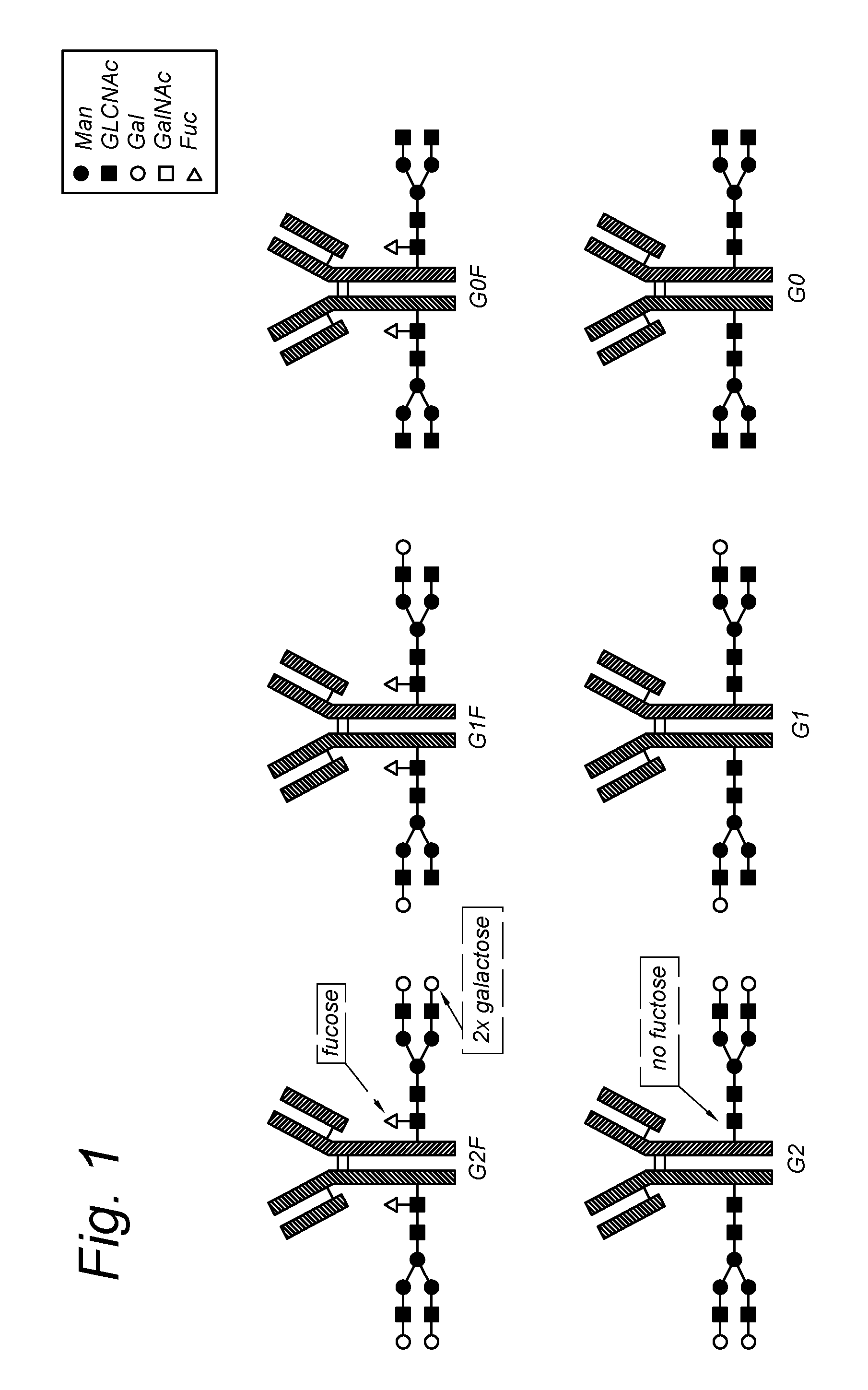 Modified antibody, antibody-conjugate and process for the preparation thereof
