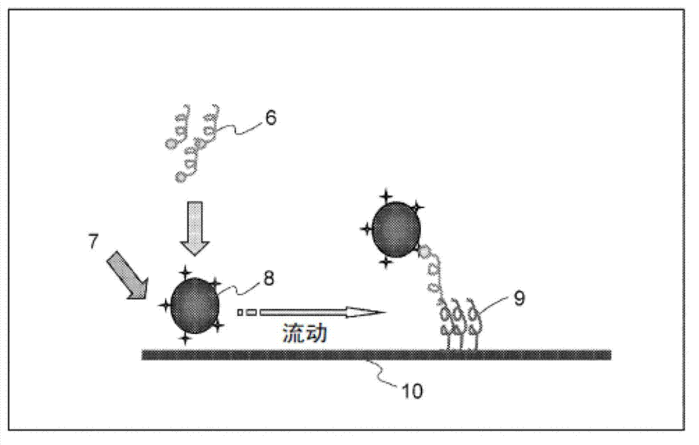 Reagent composition for nucleic acid chromatography or immunochromatography, method for measurement by nucleic acid chromatography or immunochromatography, and kit for measurement by nucleic acid chromatography or immunochromatography