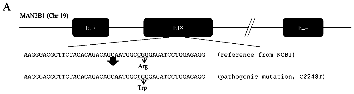 Base editing mimics, repairs man2b1 associated with mannosidosis  <sup>c2248t</sup> Mutation reagents and methods