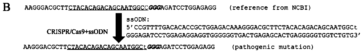 Base editing mimics, repairs man2b1 associated with mannosidosis  <sup>c2248t</sup> Mutation reagents and methods