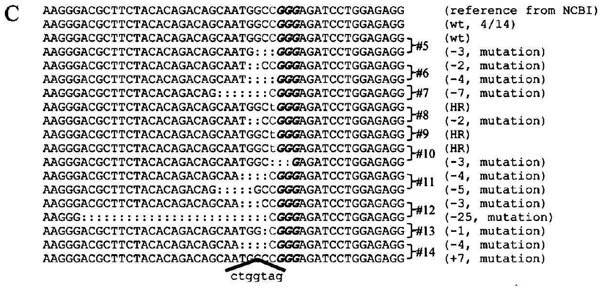 Base editing mimics, repairs man2b1 associated with mannosidosis  <sup>c2248t</sup> Mutation reagents and methods