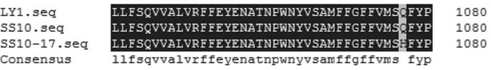 Detection method of Phytophthora nicotianae cellulose synthase q1077h mutation site