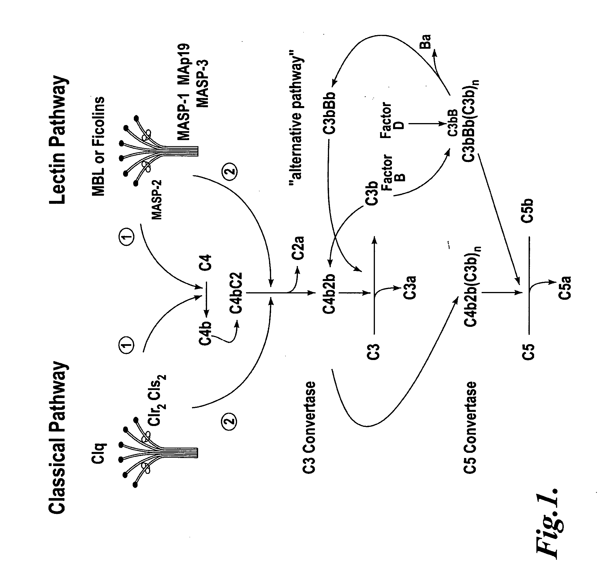 Methods for treating conditions associated with MASP-2 dependent complement activation