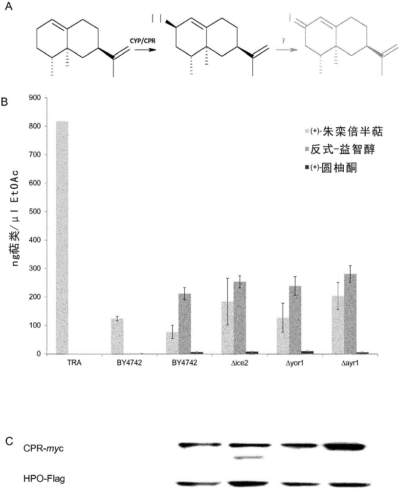 Stabilization of cytochrome P450 reductase