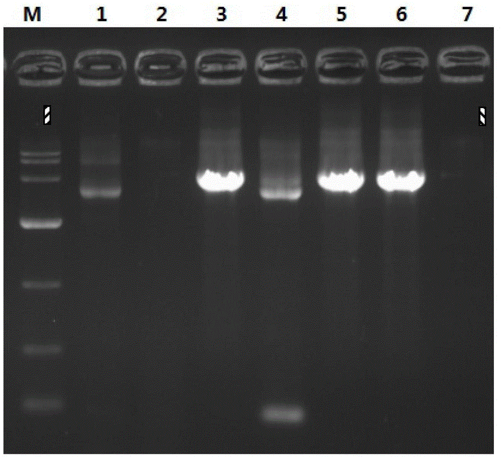 Method for simulating recombination and non-trace cloning