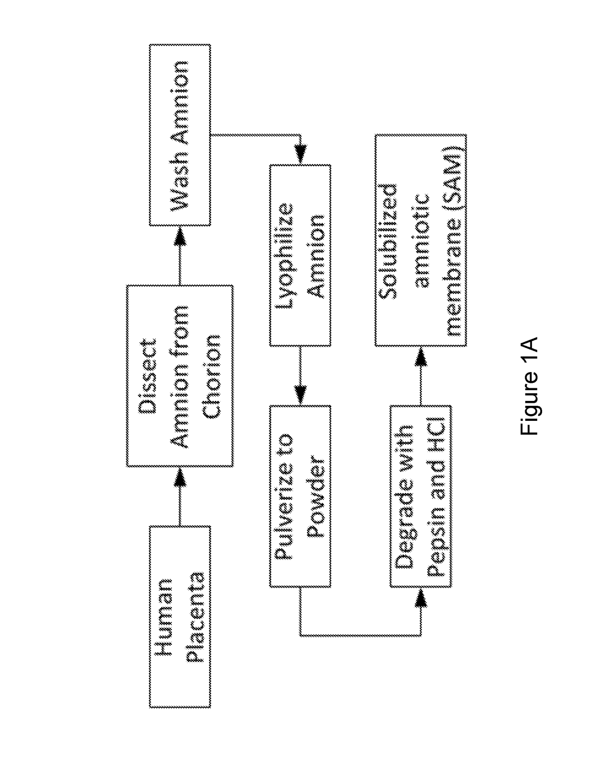 Amniotic membrane hydrogel and methods of making