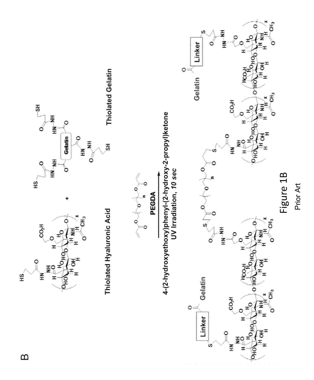 Amniotic membrane hydrogel and methods of making