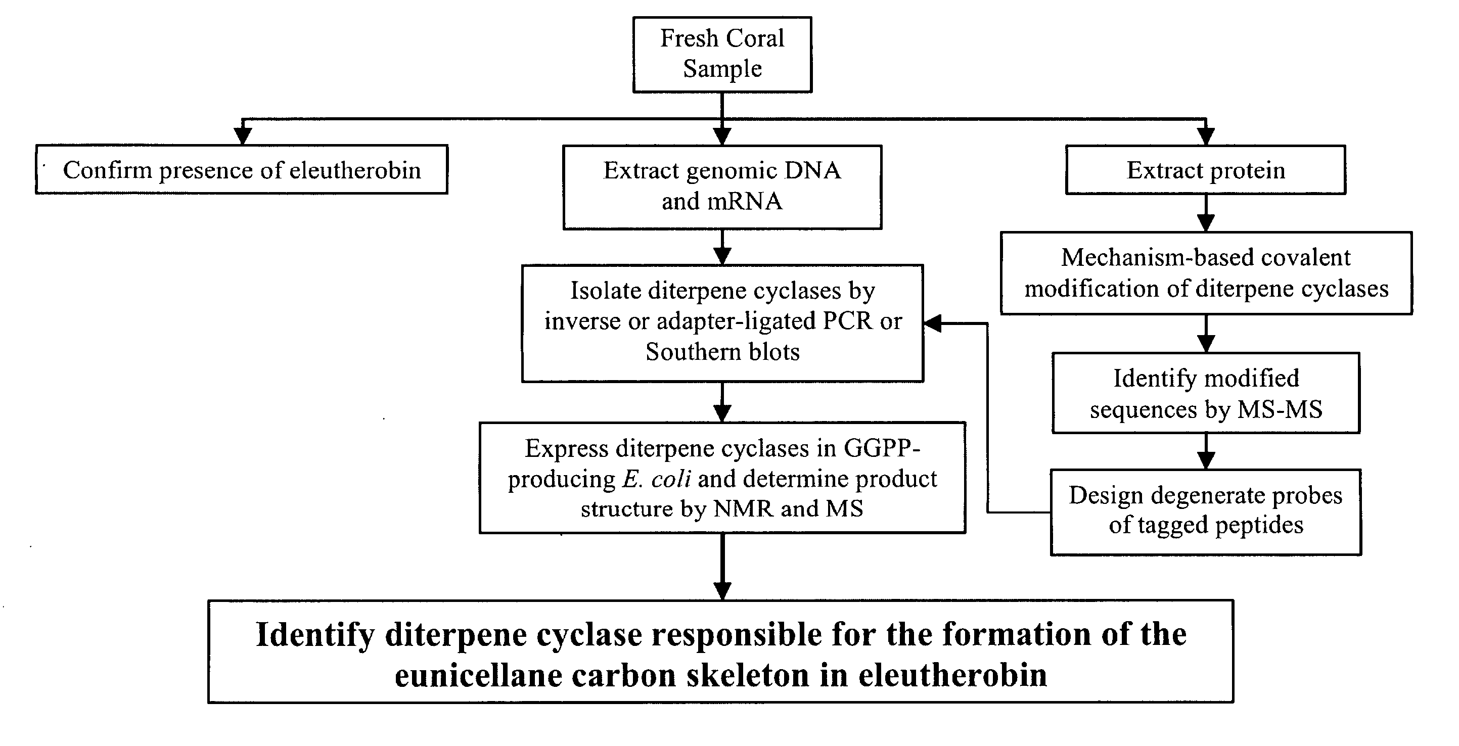 Method for Identification of Enzymes