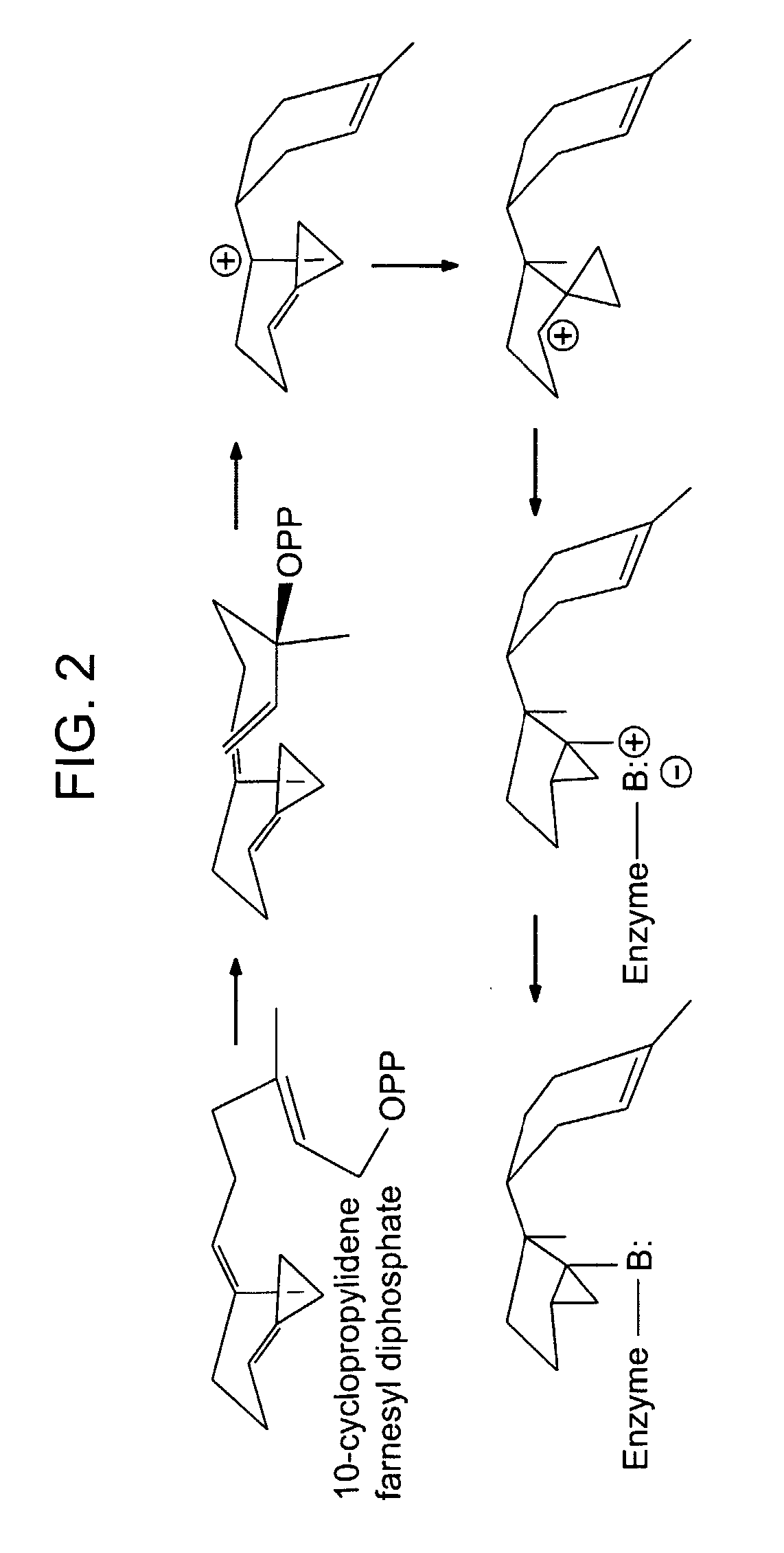 Method for Identification of Enzymes