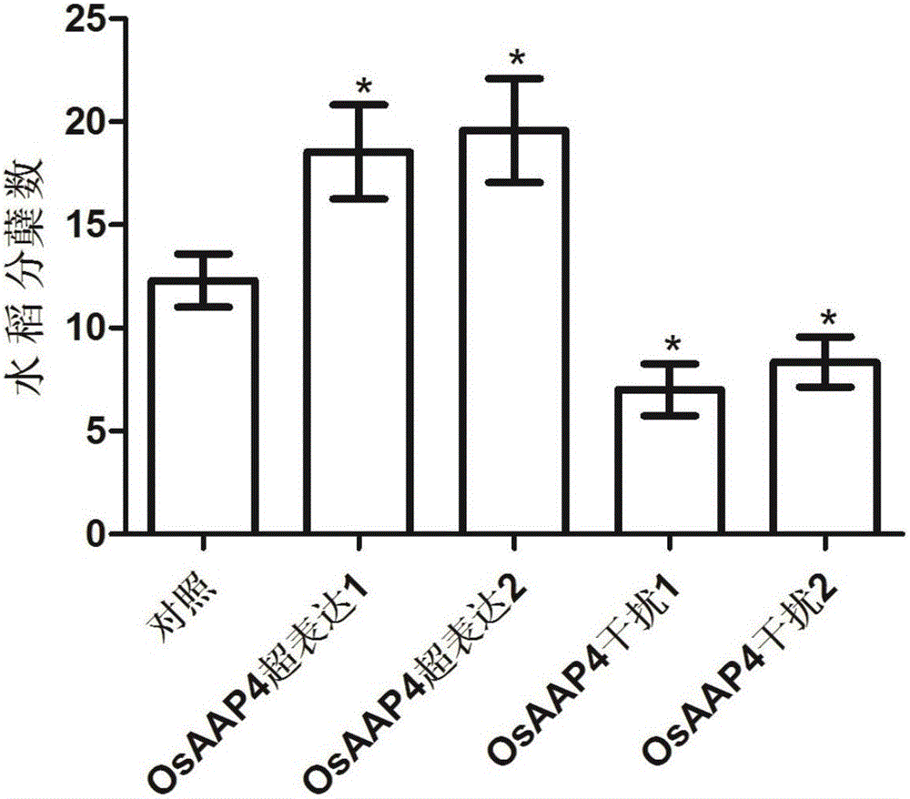 Application of amino acid transport gene OsAAP4 to rice breeding