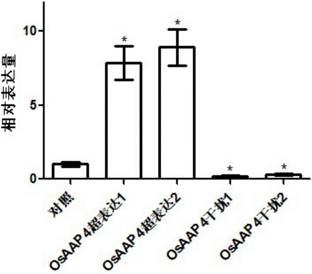 Application of amino acid transport gene OsAAP4 to rice breeding