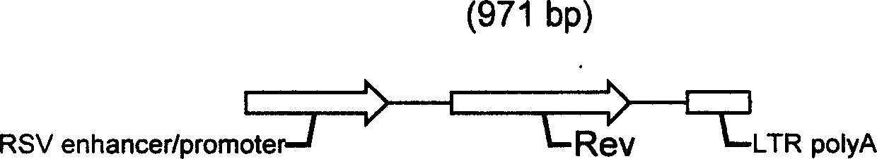 Human recombinant herpes simplex virus for producing slow virus vector