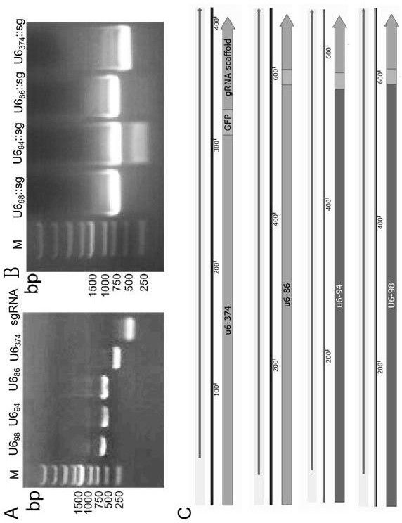 Fusarium venanii endogenous U6 promoter and CRISPR/Cas9-based gene editing method thereof