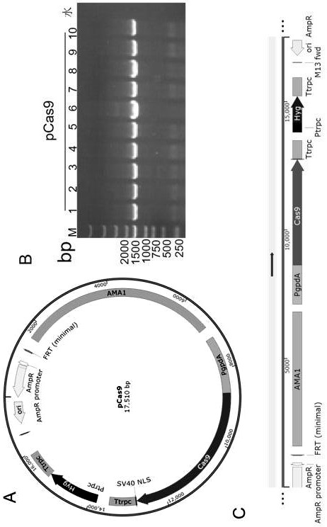 Fusarium venanii endogenous U6 promoter and CRISPR/Cas9-based gene editing method thereof